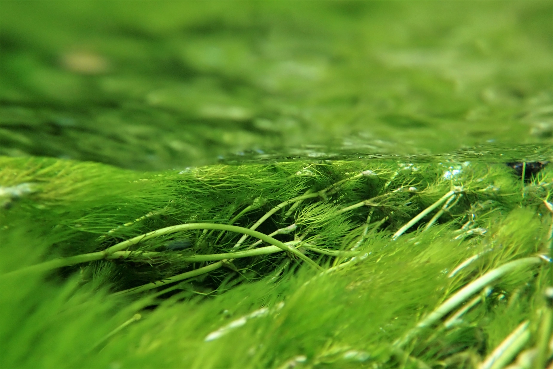 Euglena Green